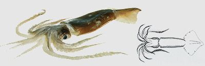 Arrow Squid from New Zealand supplied by Sea Jho Company Limited - Arrow Squid (=Doryteuthis plei=Loligo plei=Slender inshore squid) Frozen Squid