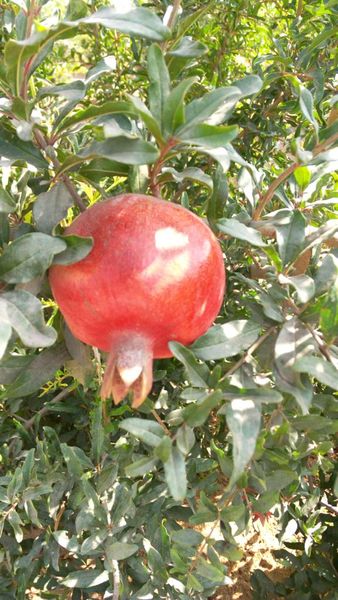 Early 116 Pomegranate from 이집트 supplied by Cairo Farms - Conventional 신선 석류