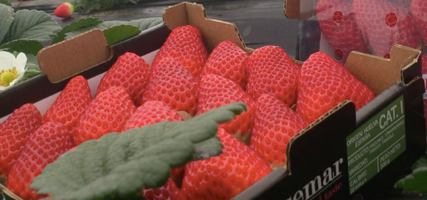 Fresh Strawberry from 스페인 supplied by Tasemar Export SL - Carton Box (=Cardboard Box) 신선 딸기