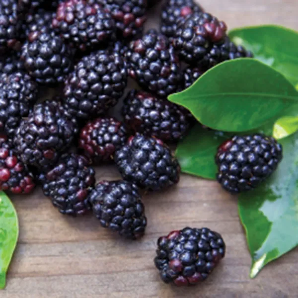 Black Raspberry from United States supplied by Oregon Berry Packing - Black Raspberry Fresh Raspberry
