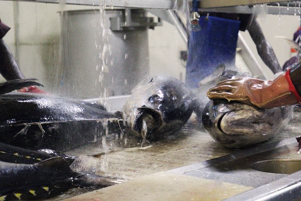 Raw Tuna from 미국 supplied by Tri-Marine International, Inc. - Whole (=In The Round) 참치