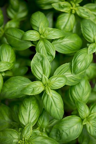 Basil from 케냐 supplied by Kazam Fresh - 바질
