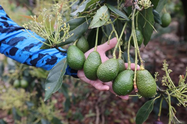 Avocado from Costa Rica supplied by Finca Las Mercedes - Excellent Quality Fresh Avocado