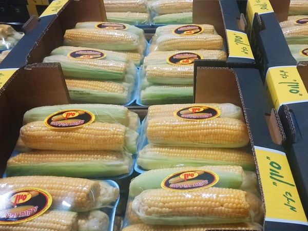 Fresh Sweet Corn from Israel supplied by Ayram Food Industries Ltd - Sweet Corn (=Saccharata) Maize (Corn)