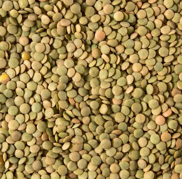 Whole Green Lentil from 캐나다 supplied by Ankit General Trading LLC - Round 말린 렌틸