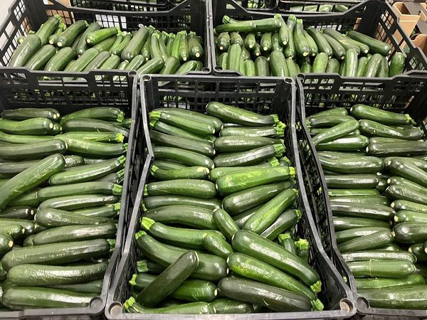 Zucchini from 영국 supplied by Veg UK Ltd - Green 신선 주키니