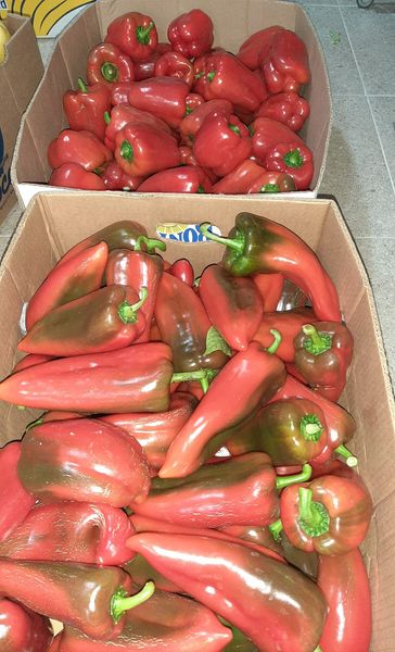 Chili Pepper from 보스니아-헤르체고비나 supplied by Gračanka - 빨간색 신선 고추
