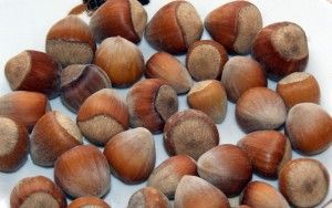 Hazelnut from 폴란드 supplied by Firma Darecki - In-shell 헤이즐넛 알맹이