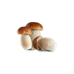 Porcini Mushroom from Italy supplied by Marilena Funghi E Tartufi - Fresh (=Chilled) Porcini Mushroom