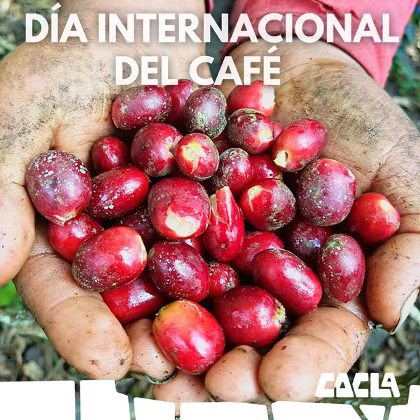 Coffee from 페루 supplied by Central De Cooperativas Agr. Cafet. Cocla Ltda. N° 281 - Red 생원두
