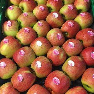 Fresh Apple from Belgium supplied by BEL’EXPORT - Belle de Boskoop Fresh Apple