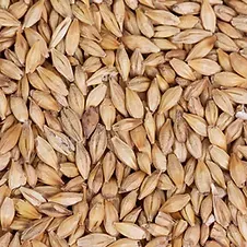 Barley from Australia supplied by PB Agrifood - Brown Barley