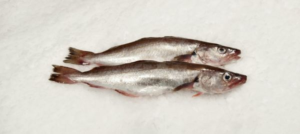 Fresh Whiting from Denmark supplied by Hesselholt Fish Export - Fresh (=Chilled=Raw) Frozen Blue Whiting
