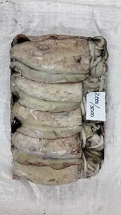 Frozen Cuttlefish from 방글라데시 supplied by Cox's Bazar Sea Foods - Cuttlefish - Common Cuttlefish (=Sepia officinalis=European Common Cuttlefish) 냉동 오징어