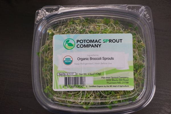 Fresh Organic Broccoli Sprouts from 미국 supplied by Potomac Sprout Company - Sprout 발아콩