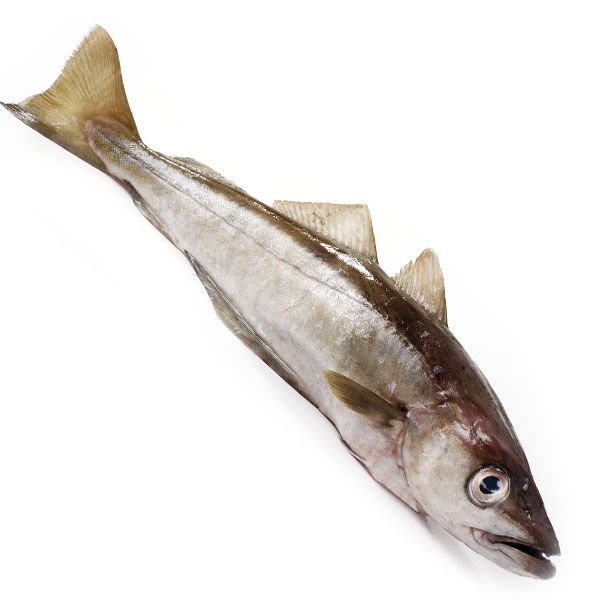 Fresh Pollack from United Kingdom supplied by Couper Seafoods Ltd - Fresh (=Chilled=Raw) Frozen Pollack