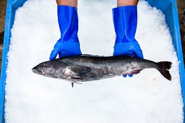 Sablefish from United States supplied by Bornstein Seafoods - Fillet Frozen Sablefish