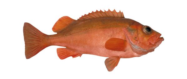 Frozen Redfish from 노르웨이 supplied by BRØDR. AARSETH AS - Fillet 냉동 레드피쉬