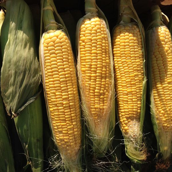 Corn from Israel supplied by Tekoa Farm - For Food Maize (Corn)
