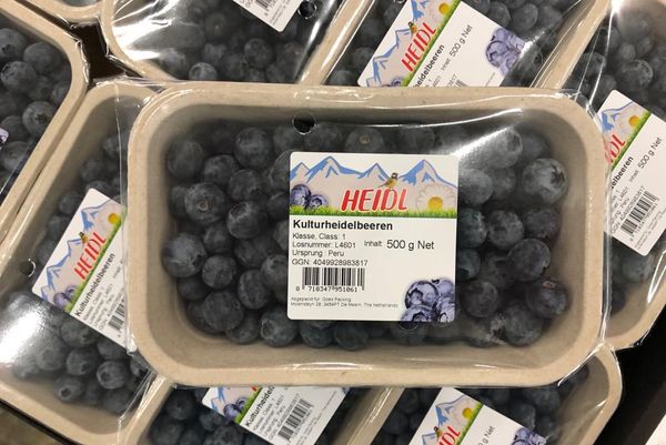 Blueberries from Germany supplied by SFI Hamburg Fruchthandels GmbH - Fresh (=Chilled) Fresh Blueberry