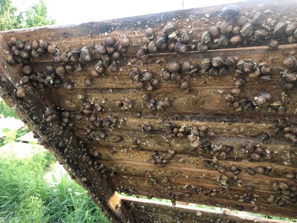 Live Snails (hibernated) Helix Aspersa Muller from 우크라이나 supplied by JIFFY, LLC - 기타