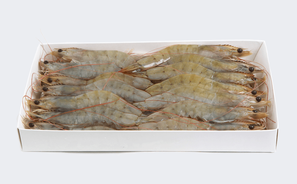 Head-On, Shell-On Shrimp from Ecuador supplied by OMARSA S.A. - Shell On (=Unpeeled) Fresh Common Shrimp & Prawn