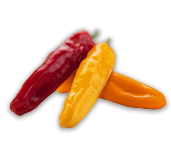 Sweet Palermo Pepper from 스페인 supplied by Indasol - Palermo 기타 피망