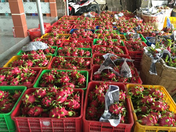fresh dragon fruit from 베트남 supplied by Mai Ka Company Limited - Small (230-330 g) 신선 용과