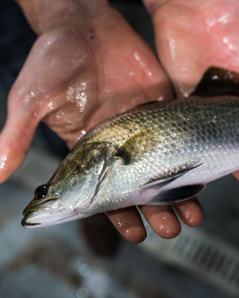 Fresh Seabass from 캐나다 supplied by Deepwater Farms - Whole (=In The Round) 냉동 농어