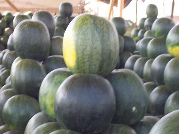 Fresh Water Melon best quality to export from Egypt from Egypt supplied by Crown Nile For Exporting and Supplying - Fresh (=Chilled) Fresh Watermelon