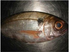 Blackspot Seabream from 모로코 supplied by Papillon de mer - 신선 도미