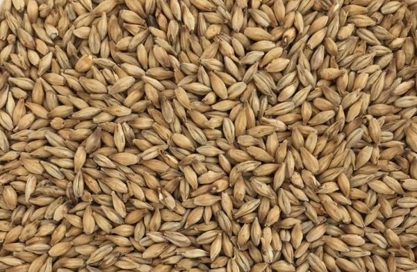Malt from United States supplied by Malteurop - Caramel Malt 120 Barley Malt