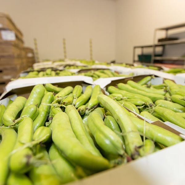 Green Bean from 영국 supplied by Southalls of Norchard - Green 말린 일반 콩