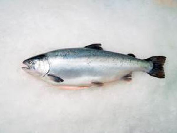Pacific or Coho salmon from Chile supplied by Cermaq Chile S.A. - With Bone Salmon