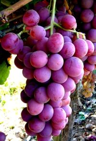 Organic Fresh Grape from 미국 supplied by SUNVIEW VINEYARDS OF CALIFORNIA - Seedless 신선 포도