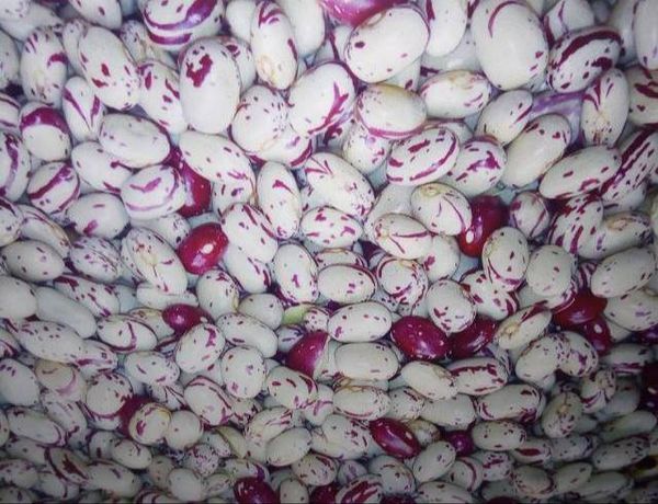 Kidney Bean - Light Speckled from 우간다 supplied by Mbeke Traders Ltd - Farmed 말린 일반 콩