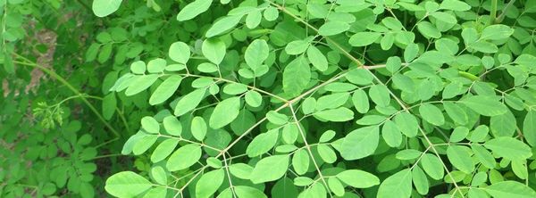 Moringa Leaves from India supplied by Kinal Global Care Private Limited - Seed Moringa