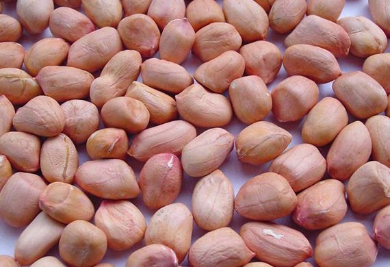 Peanut from 인도 supplied by Parth Agro World - Medium Quality 땅콩 알맹이