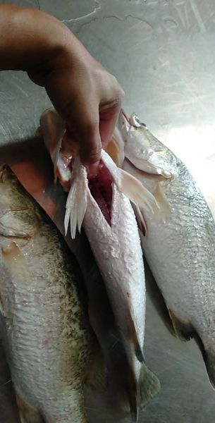Baramunddi Fish from 베트남 supplied by PT. MEJEZ CENTENIAL CEMERLANG - Medium Quality 어분