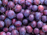 Plum from 폴란드 supplied by F.H. FRUCTMOL Zbigniew Molęda - Plastic Box 신선 자두