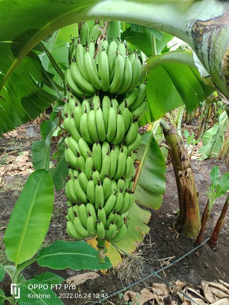 G9 / Cavendish Banana from 인도 supplied by TGF Traders - 카톤 박스 (13.5kg)(=판지 상자) 신선 바나나