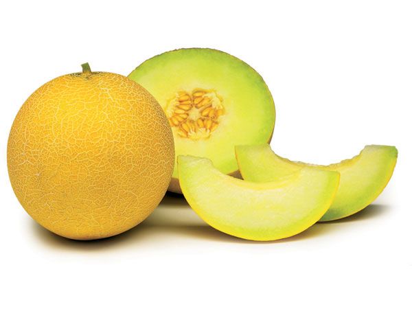Fresh Melon from Turkiye supplied by Sin Gida Sanayi ve Tic.Ltd.Sti. - Fresh (=Chilled) Fresh Melon (Muskmelon)