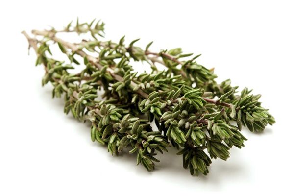 Thyme from 이집트 supplied by Top Herbs - Unspecified 타임