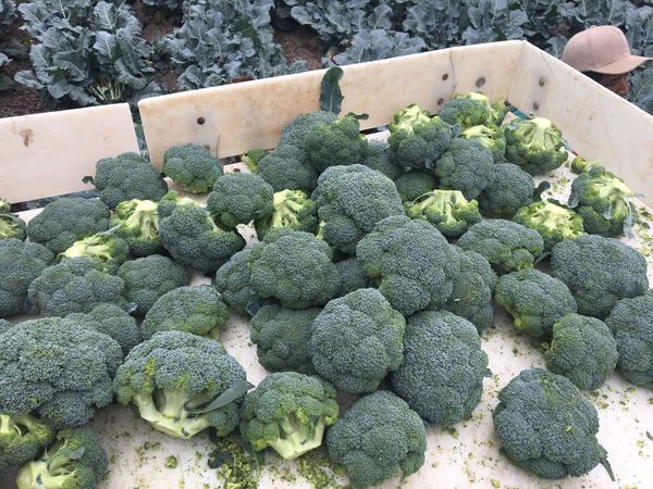 Broccoli from United States supplied by Val Verde Vegetable Co. Inc. - Green Fresh Headed Broccoli