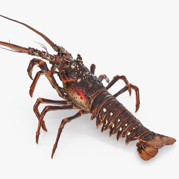 Lobster from 인도네시아 supplied by PT. Winson Prima Sejahtera - Whole 신선 랍스터