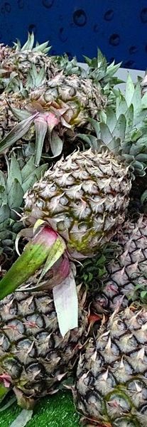 Pineapple from 말레이시아 supplied by Syarikat Perniagaan Sen Tak - Fresh (=Chilled) 신선 파인애플