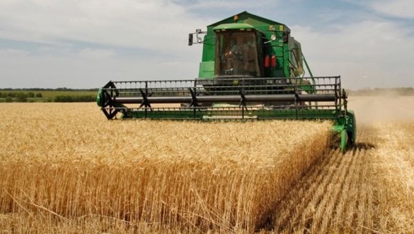 Feed Barley from Argentina supplied by Chadileo S.R.L. - Medium Barley