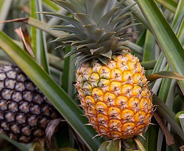 Fresh Whole Pineapple from Ecuador supplied by COMPAÑIA EXPORTADORA DEL SUR - Yellow Fresh Pineapple