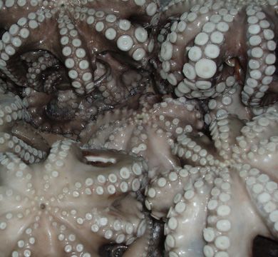 Frozen Octopus from 그리스 supplied by AFENTOULIS, L., & CO. OE - Whole 냉동 문어