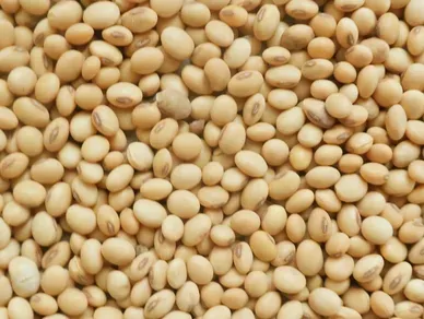 Soya Beans from 나이지리아 supplied by Chairman Export Company - Golden Yellow 대두